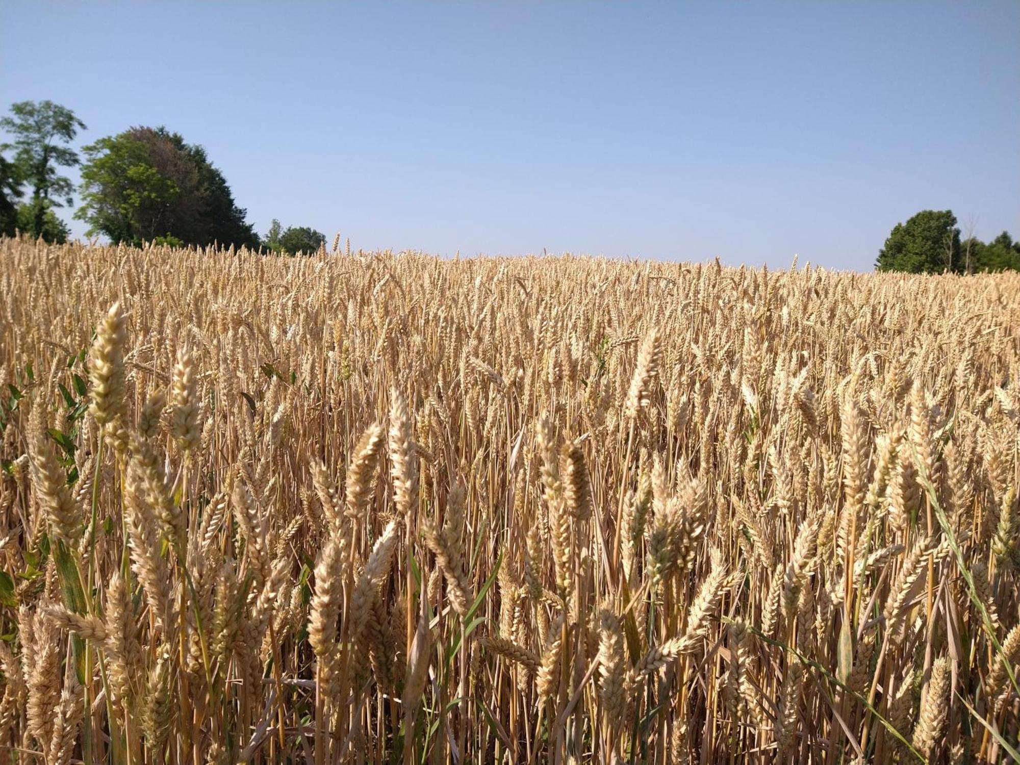 Agriturismo Verdecielo Padwa Zewnętrze zdjęcie